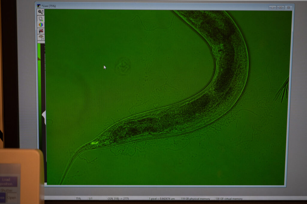 The nematode C.Elegans
